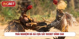 đá gà cựa sắt