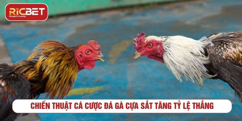 Đá Gà Cựa Sắt RICBET Đỉnh Cao Cùng Tỷ Lệ Thưởng Hấp Dẫn Người chơi cần quản lý vốn cược hợp lý khi cược đá gà cựa sắt