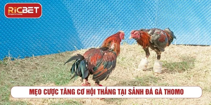 Khám Phá Đấu Trường Đá Gà Thomo RICBET Kịch Tính Người chơi mới nên chọn những trận đấu có thông tin rõ ràng