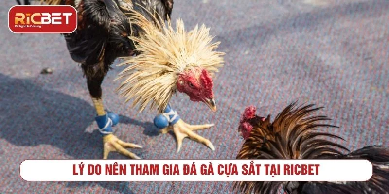 Đá Gà Cựa Sắt RICBET Đỉnh Cao Cùng Tỷ Lệ Thưởng Hấp Dẫn Sảnh đá gà cựa sắt có tỷ lệ thưởng hấp dẫn