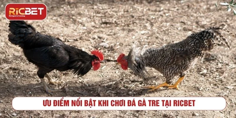 Trải Nghiệm Đấu Trường Đá Gà Tre RICBET Kịch Tính Sảnh game mang đến thế giới giải trí chân thực
